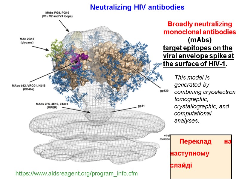 Broadly neutralizing monoclonal antibodies (mAbs)  target epitopes on the viral envelope spike at